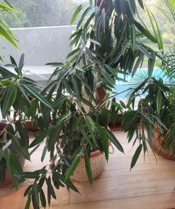 Ficus con macetero