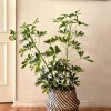 Planta