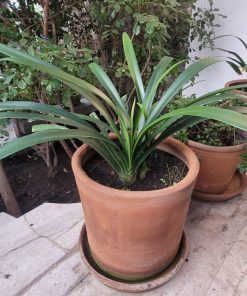 Clivias 
