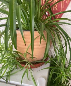 Cinta Planta 