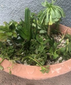 Suculentas