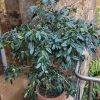 Camelia