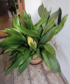 Aspidistra con macetero