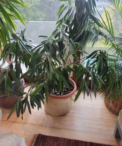 Ficus con macetero 