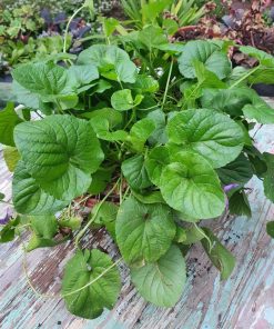 Violeta