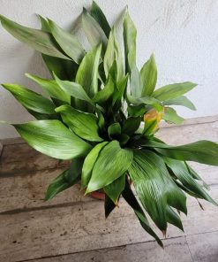 Aspidistra con macetero