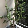 Planta