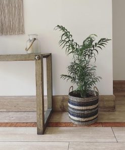 Planta