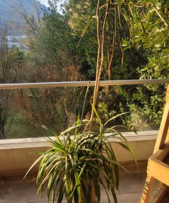 Dracena con macetero 
