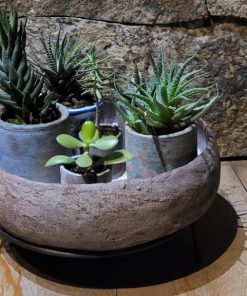 Decoracion cactus