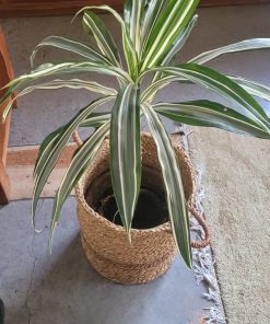 Dracena con macetero 