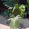 Monstera Deliciosa