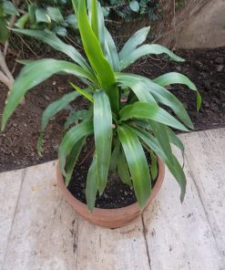 Yuca con macetero