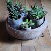Decoracion cactus