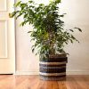 Planta