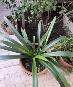 Clivias