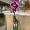 Orquídea