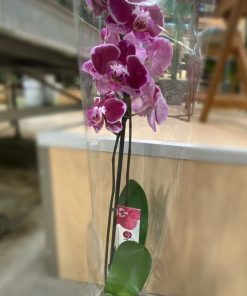 Orquídea 