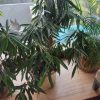 Ficus con macetero