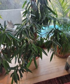Ficus con macetero