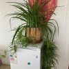 Cinta Planta