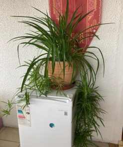 Cinta Planta 