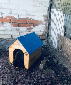Casa Mascota