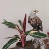 Calathea Triostar