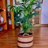 Planta