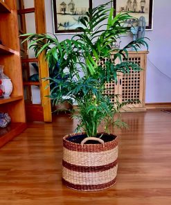 Planta 
