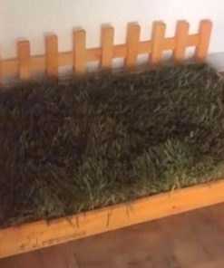 Baño ecológico mascotas 