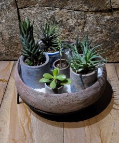 Decoracion cactus 