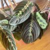 Maranta Leuconeura