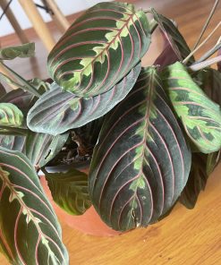Maranta Leuconeura