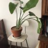 Planta