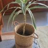 Dracena con macetero