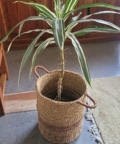 Dracena con macetero