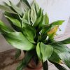 Aspidistra con macetero