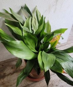 Aspidistra con macetero
