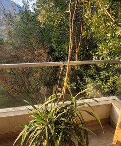 Dracena con macetero 