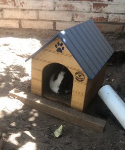 Casa Mascota