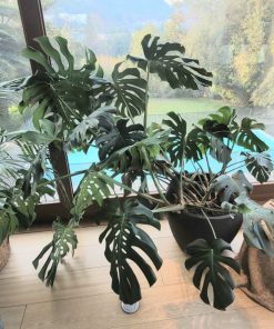 Monstera Deliciosa