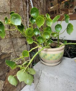 Cucharita con macetero