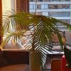 Palmera
