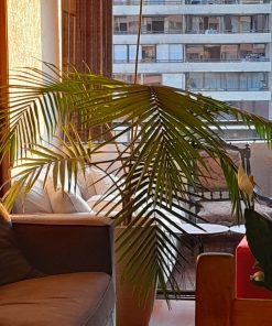 Palmera 
