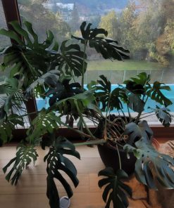 Monstera Deliciosa