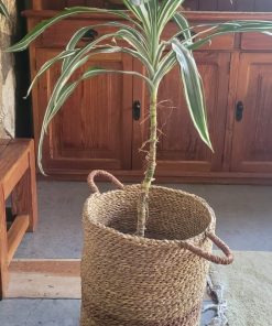 Dracena con macetero