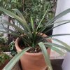 Clivias