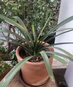 Clivias 