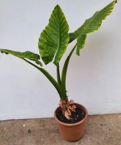 Manto de Eva